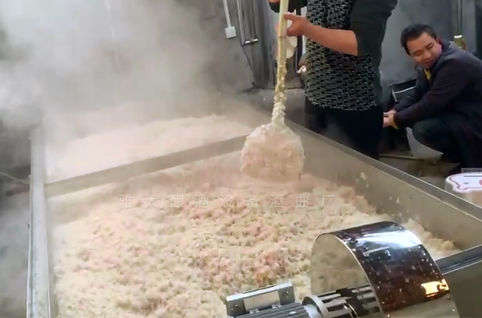 1-12蒸玉米酒的同時，500斤大米也蒸煮