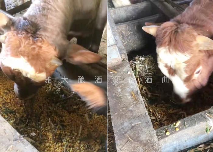 1用小型酒廠(chǎng)釀酒設(shè)備做酒后的酒糟喂牛