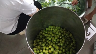李子熟了，又一個(gè)朋友來雅大不銹鋼釀酒設(shè)備學(xué)做李子酒