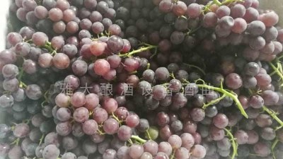 民間葡萄酒釀造潮再度興起，趕緊惡補(bǔ)下葡萄釀酒知識(shí)